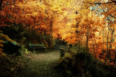 Download Wallpapers Mysterious Autumn Forest (1600 X 900 Widescreen ...