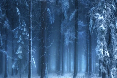 Mysterious Forest In Winter Wallpapers