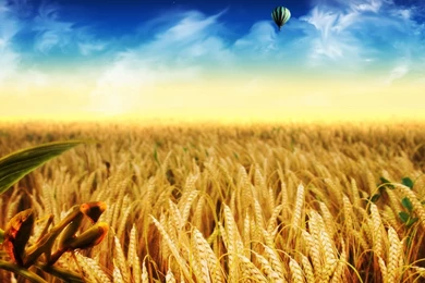Special Field Of Wheat Wallpapers