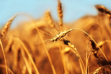 Wheat Wallpapers HD