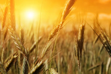 Awesome Field Of Wheat Wallpapers