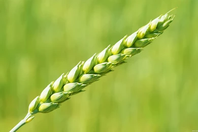 Green Wheat Wallpapers
