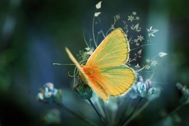 Desktop Wallpapers Hd Free HD Wallpapers Desktop Wallpapers ...