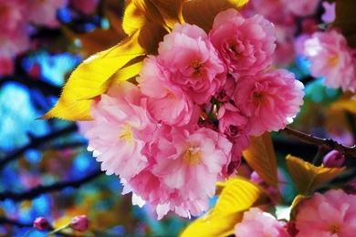 Beautiful Flowers HD Wide Wallpapers 1920x1200 Resolution