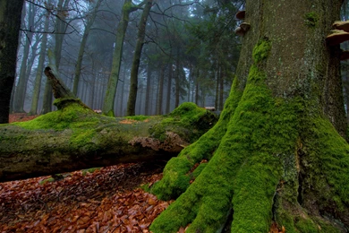 Mysterious Forest Wallpapers Hd Wallpapers