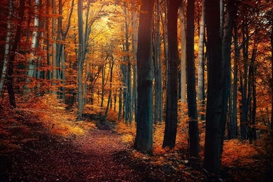 Path Through A Mysterious Yellow Forest In Autumn Wallpapers By ...