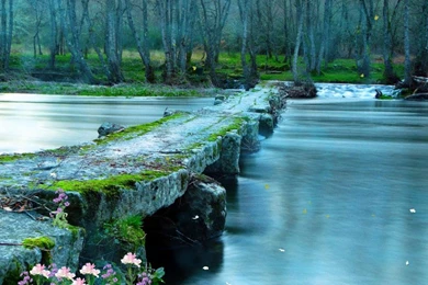 Download The Mysterious Forest Animated Wallpapers ...