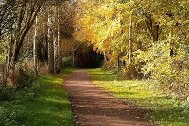 1280x1024 Mysterious Forest Path Grass Desktop PC And Mac Wallpapers