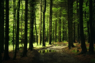 Image   Forest background 18572 19042 hd wallpapers.jpg ...