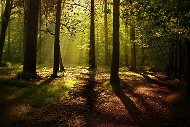 Pine Forest Backgrounds