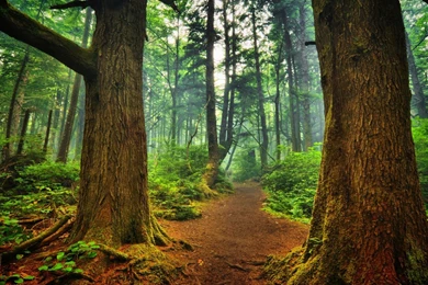 HDR Forest Backgrounds