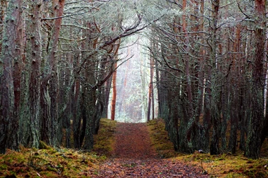 Download Forest Backgrounds HD 8696 6000x4000 Px High Resolution ...