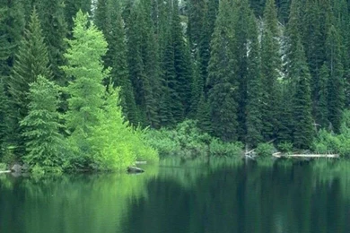 Forest Backgrounds Forest Wallpapers Free