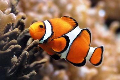 Model 12 Fishwallpapers