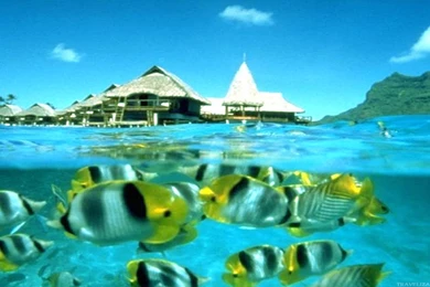 Wallpapers Tropical Fish Underwater Tahiti 1366x768