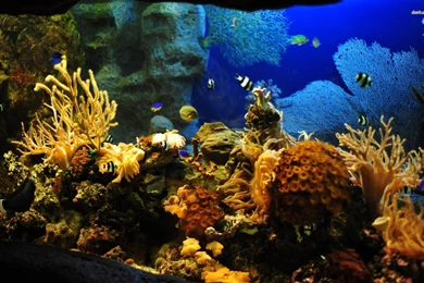 Fish HD Animal Wallpapers