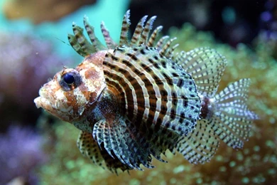 Exotic Fish 12 HD Desktop Wallpapers : Widescreen : High Definition ...