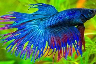 Betta Splendens Blue Exotic Fish 01 : Wallpapers13.com