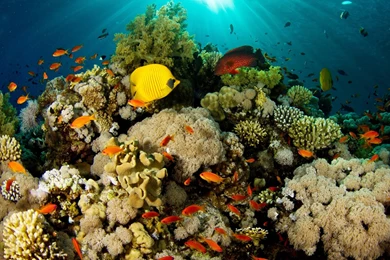 Tropical Fish Wallpapers