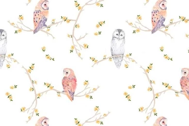 Wallpapers For iPhone 5   Find A Wallpaper, Backgrounds Or Lock ...