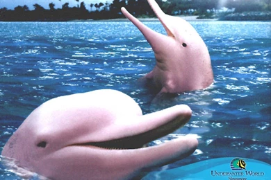 Best Animals Wallpaper: Pink Dolphin, 535753, Animals