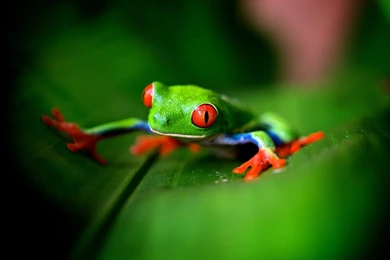 Cute Green Frog Wallpapers   2048x1152   429641
