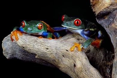 Cute Frogs   (