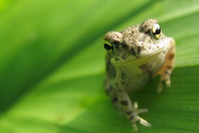 LITTLE FROG WALLPAPER   (