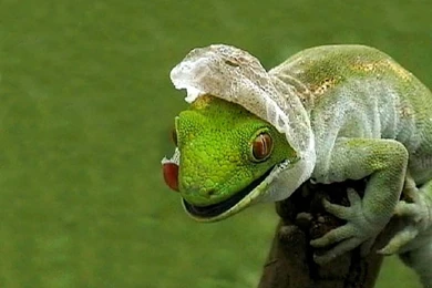 Reptiles Wallpapers, Frogs Backgrounds, Crocodiles Desktops