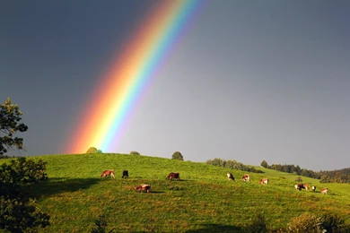 Wallpapers Grasslands Rainbow Nature Image