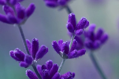 Lavender iPhone 5s Wallpapers Download
