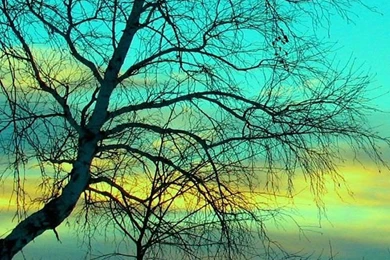 Withered Tree Closeup