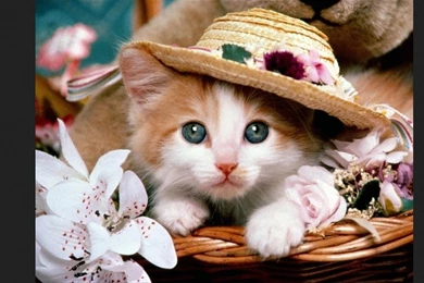 Gambar Funny And Cute Wallpapers HD Free Gratis