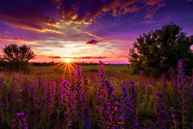 Purple Sunset   (