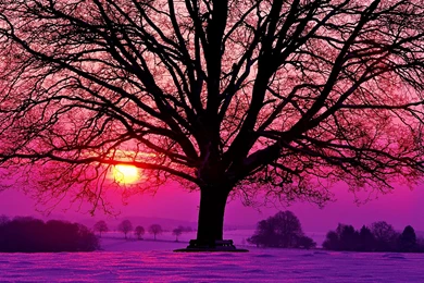 Purple, Purple, And More Purple On Pinterest