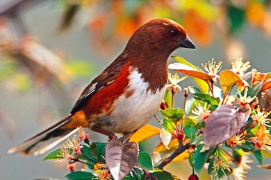 PC Laptop Wallpapers   Download Free PC Laptop Desktop Wallpapers ...