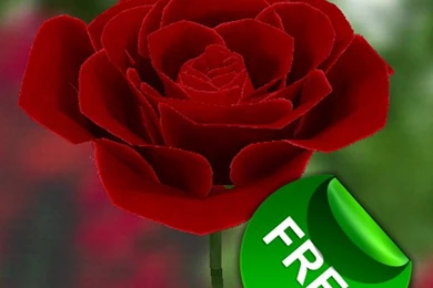Best 12 Rose Live Hd Wallpapers