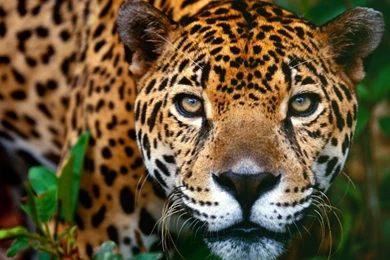 North Chinese Leopard Wallpapers