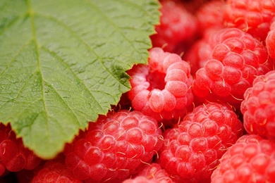 Raspberry HD Photography Wallpapers 11 － Cate Wallpapers   Free ...