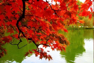 Romantic Wallpapers Photos