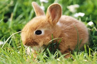 16 Little Rabbit Wallpapers Wallpapers :: Rabbit Hd Wallpapers