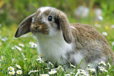 Animals Bunny Wallpapers