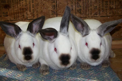 High Definition & High Resolution HD Wallpapers