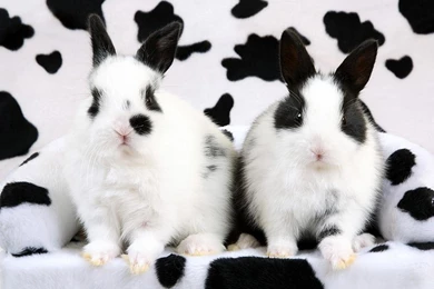 Bunny Wallpapers Bunny Rabbits Wallpapers 149127 Fanpop