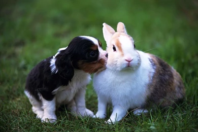 Rabbit Wallpapers Gtgt Backgrounds With Quality Hd. Cute Dog Hd ...