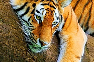 Galaxy S3 Wallpapers HD Beautiful, Stunning Wallpapers