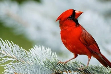 Cardinal Wallpapers   (