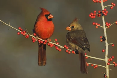 9640) Winter Cardinal Desktop Backgrounds Wallpapers   WalOps.com