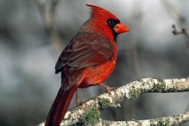Red Cardinal