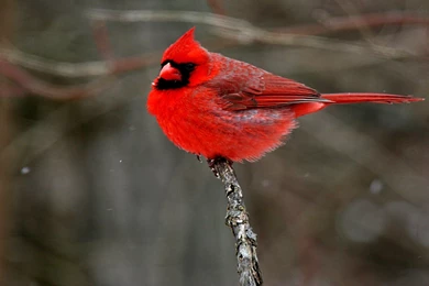 57 Cardinal HD Wallpapers